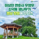 이상한 변호사 우영우 팽나무(출처 대한민국구석구석) 이미지