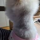 다올펫 이미지