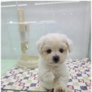 퍼피루미 옥정점 이미지