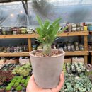 금성사슴농장 | 용인 남사화훼단지 플랜테리어 , 홈가드닝 한다면 필수코스 (내돈내산후기)