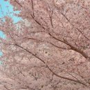 마루나김밥 | [하이혜니의 일상] 4월 시작, 벚꽃엔딩 🌸 먹는게 중요한 일상ㅋㅋ