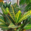 계림꽃농원 이미지