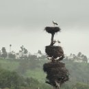 황새둥지 이미지