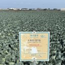 제주 올레길 15코스 B | 제주 올레길 15-B코스 ( 한림항 - 고내포구)/ 여자혼자 걷기, 곽지해수욕장 , 애월해안산책로