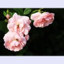 곡성-074 이미지