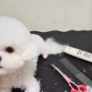 율하위드동물병원 | 비숑 우유의 귀툭튀 배냇미용 후기~ (대구 율하 애견미용 쿨펫동물병원)