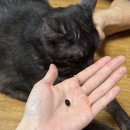 노묘 영양제 추천 고양이 오메가3 고양이 신장 영양제
