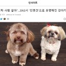 "진짜 사람 같아"…SNS서 '인면견'으로 유명해진 강아지 아시나요? 이미지