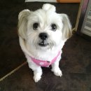 해피 애견 놀이방 이미지