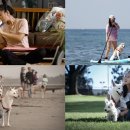 개밥주는 남자 이미지