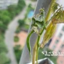 꼬투리걸 이미지