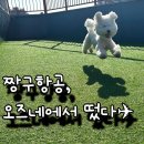 소화유치원 | [공지] 오즈네 강아지 유치원 재등록 후기｜짱구항공 취항한 이유(ft. 주 3회 등원)