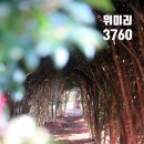 위미리[서] 네이버블로그
