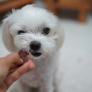 알리아유통 | 소형견 노령견 강아지간식 좋은 알리아미 반건조 닭안심 육포