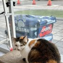 청키딩키