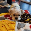 힐링독 반려견센터 이미지