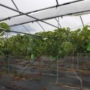 부형농장 이미지