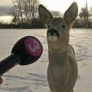 띤유