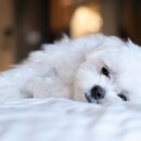 이산동물의료센터 이미지