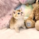 캣앤캣 고양이 병원 티스토리