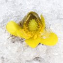 함양얼음 이미지