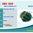 정선산약초