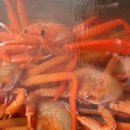 광성홍게장군 이미지