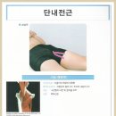 Adductor Brevis(단내전근) 이미지