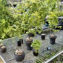 화원농장4 | 고양시 식물 추천 아프리카식물 구갑룡이 있는 미래농원 방문 후기[고양 스타필드/원흥역]