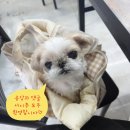 더스터닝4 | [서여의도/국회의사당 버터떡] 두쫀쿠 다음 유행 버터떡! 카페스터닝 외 주변 카페 버터떡 정보 내돈내산