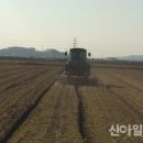 군산꽁보리 이미지