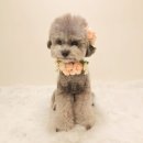 개라데이션 이미지