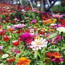 백일홍명품길 이미지