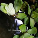 사곡초교 이미지