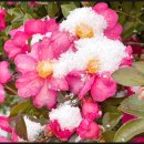 남원읍-53 이미지