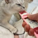 캣플헤븐 AK플라자금정점 이미지