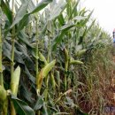 한국사료(주) 이미지