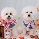 아름답개 이미지