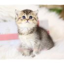 내곡동464 이미지