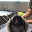 댕이쌀롱 이미지