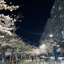 랜선인문학여행 4차 | [여행 계획 프로젝트 봄편] 🌸부산 수영 벚꽃여행