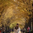 신양 은행나무길 이미지