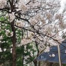 영등포구 신길6동주민센터 | 벚꽃 터널에 갇히고 싶다면? 신길6동 신길벚꽃거리 완전 정복!