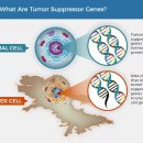 제노바이오 이미지