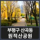 원적산공원 | [일상] 아침운동 가을 단풍 🍁 부평구 산곡동 원적산공원 후기