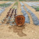 요한이네농장 이미지