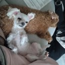 더봄동물병원 | 울산북구동물병원 피 토하는 노견 강아지 전신마취 후기