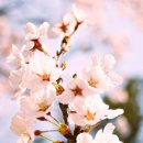 꽃송이가 이미지