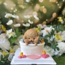 Dear my dog(디어마이독) 네이버블로그