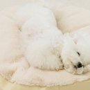 사계절 애견 켄넬 이미지